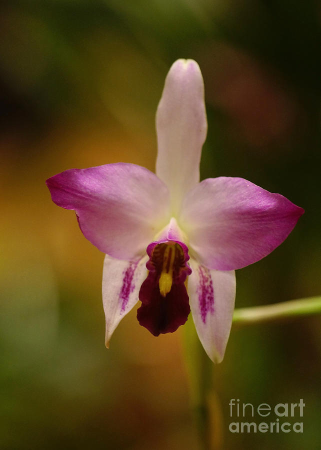Orchid 119 Photograph by Rudi Prott