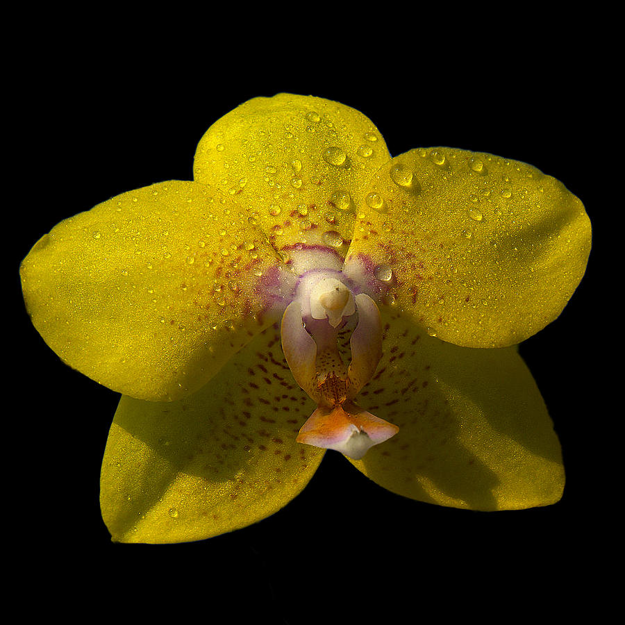 Orchid 15 Photograph