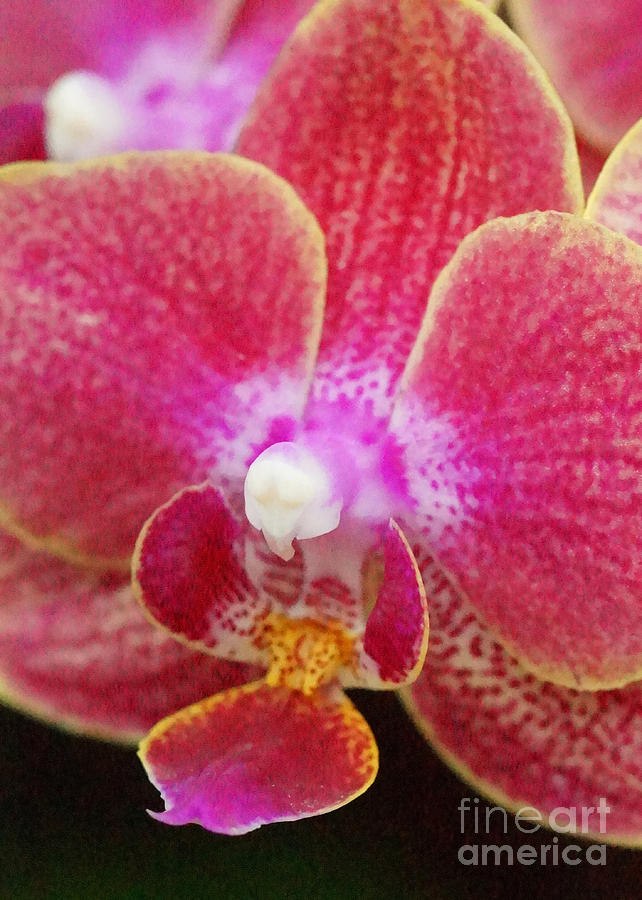 Orchid 17 Photograph by Rudi Prott