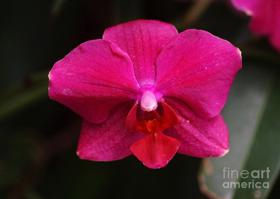 Orchid Photograph - Orchid 199 by Rudi Prott