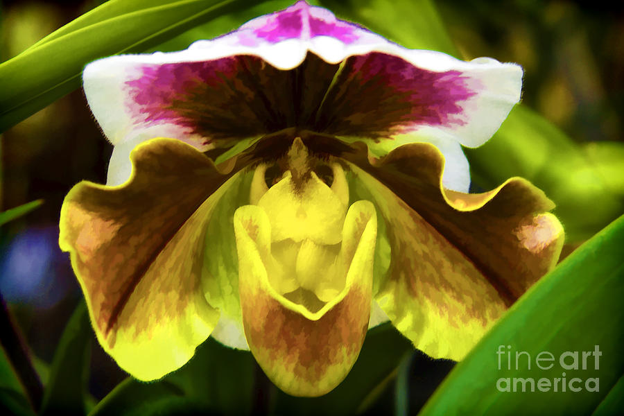 Orchid 2 Digital Art by David Doucot