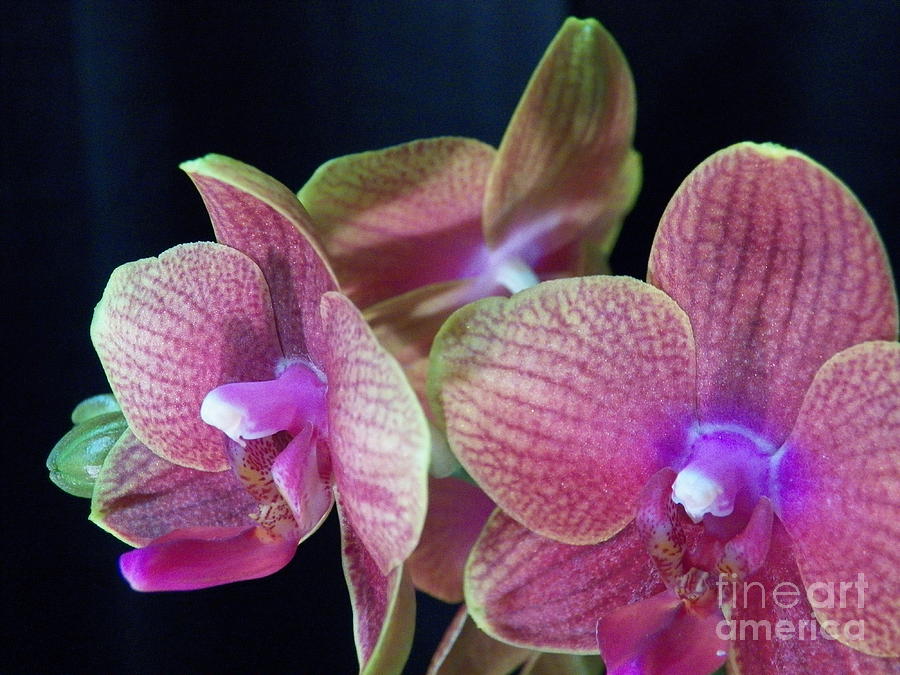 Orchid Painting - Orchid 2 by Judy Via-Wolff
