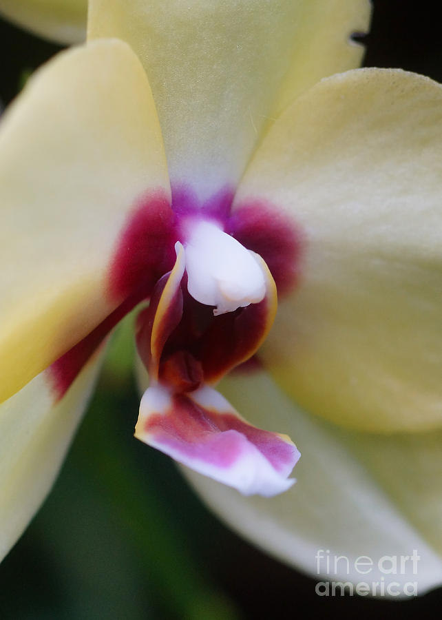 Orchid 200 Photograph by Rudi Prott
