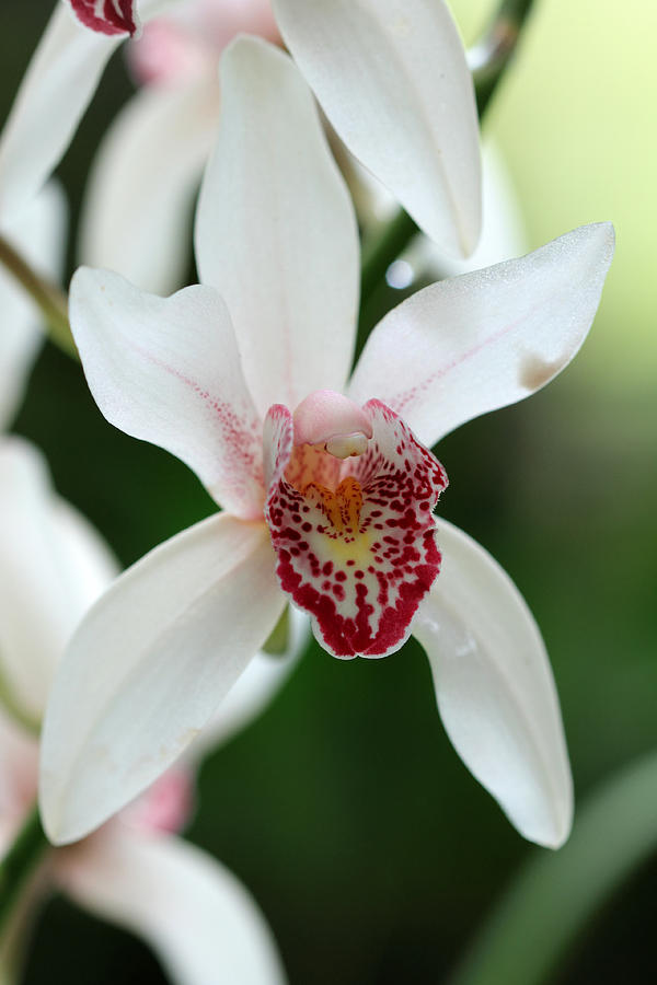Orchid 21 Photograph by Pierre Leclerc Photography
