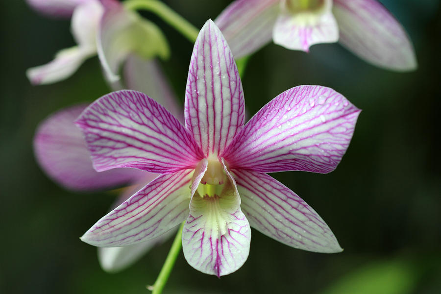 Orchid 22 Photograph by Pierre Leclerc Photography