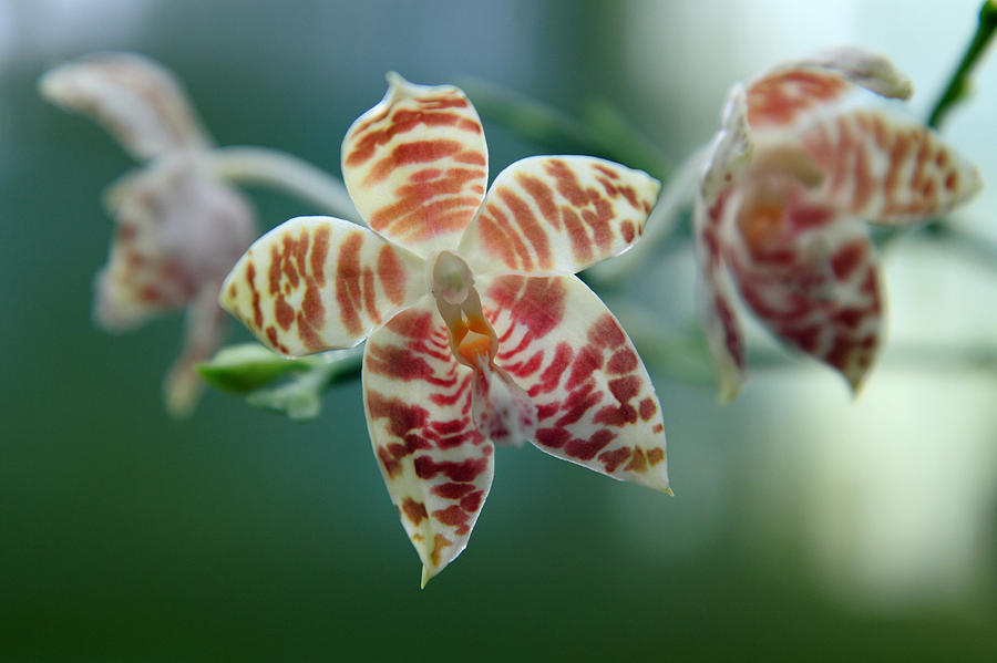 Orchid 23 Photograph by Pierre Leclerc Photography
