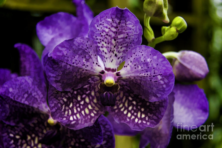 Orchid 3 Digital Art by David Doucot