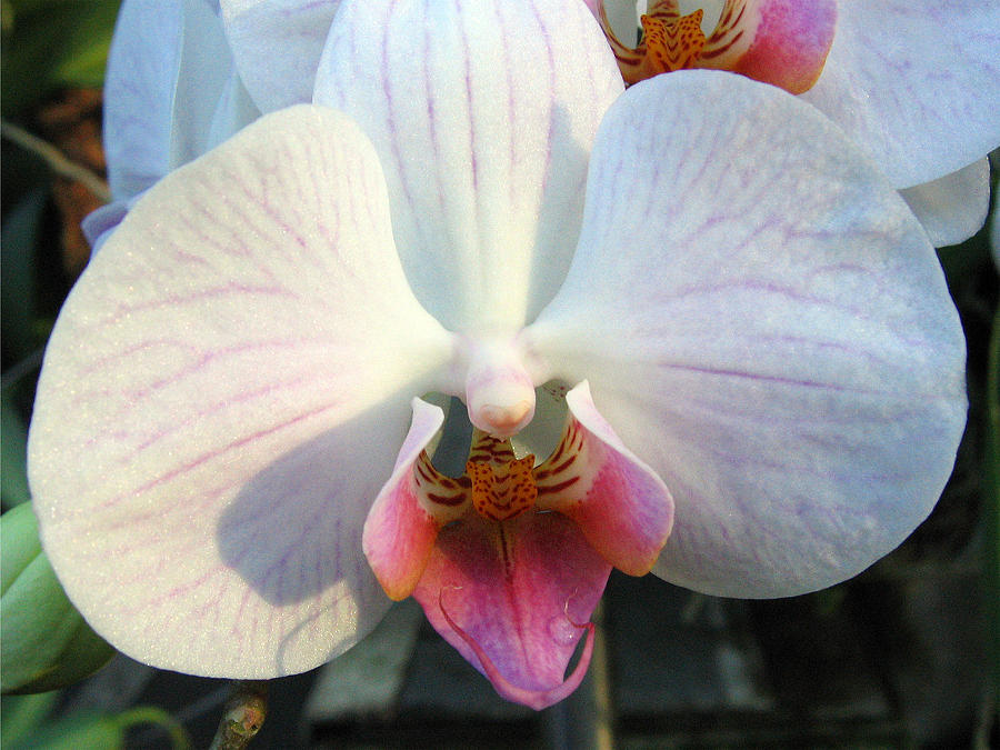 Orchid 3 Photograph by Helene U Taylor