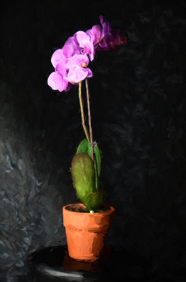 Orchid 3 Photograph by Ricardo Dominguez