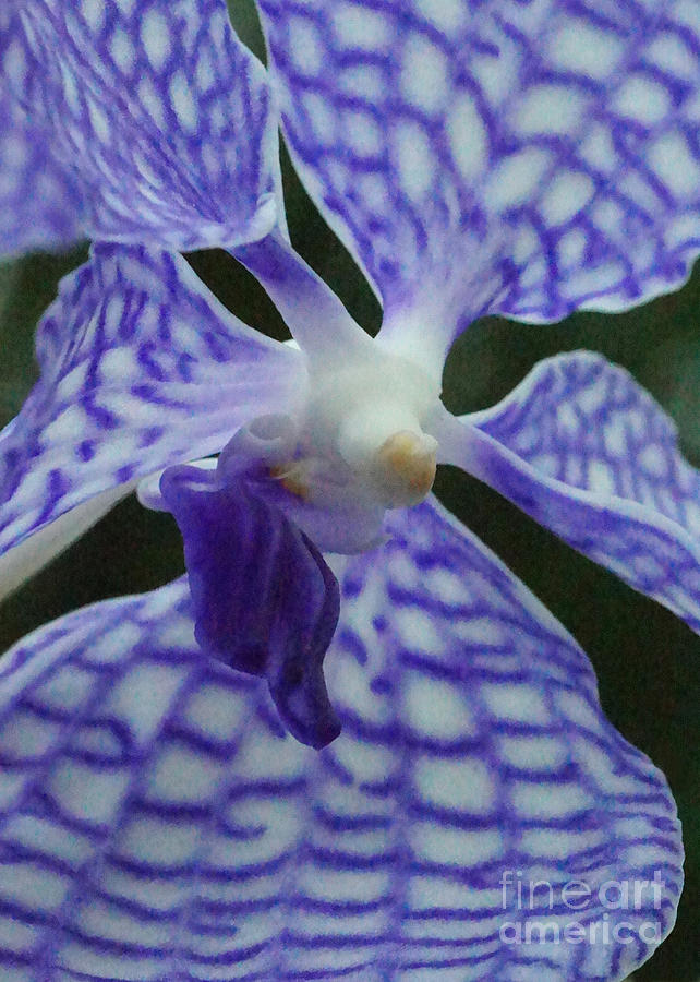 Orchid 31 Photograph by Rudi Prott