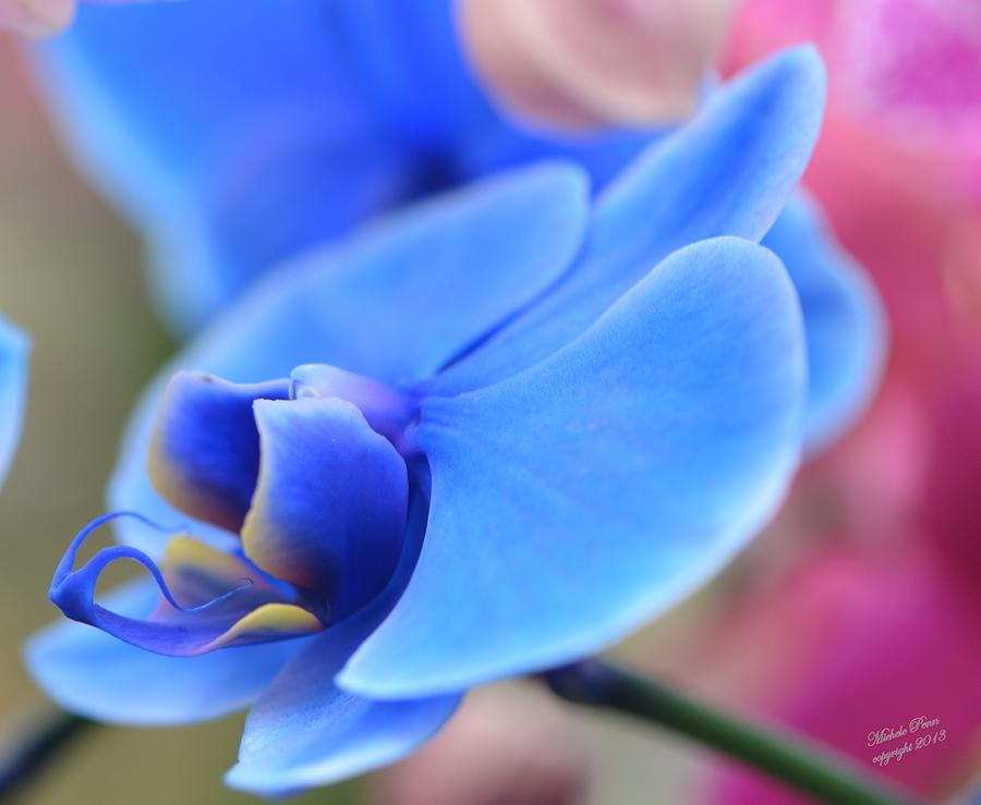 Blue Orchid Peace 2 Photograph by Michele Penn