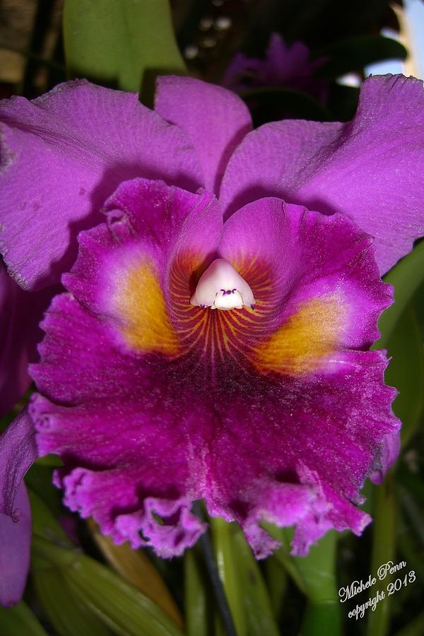 Orchid Flames Photograph by Michele Penn