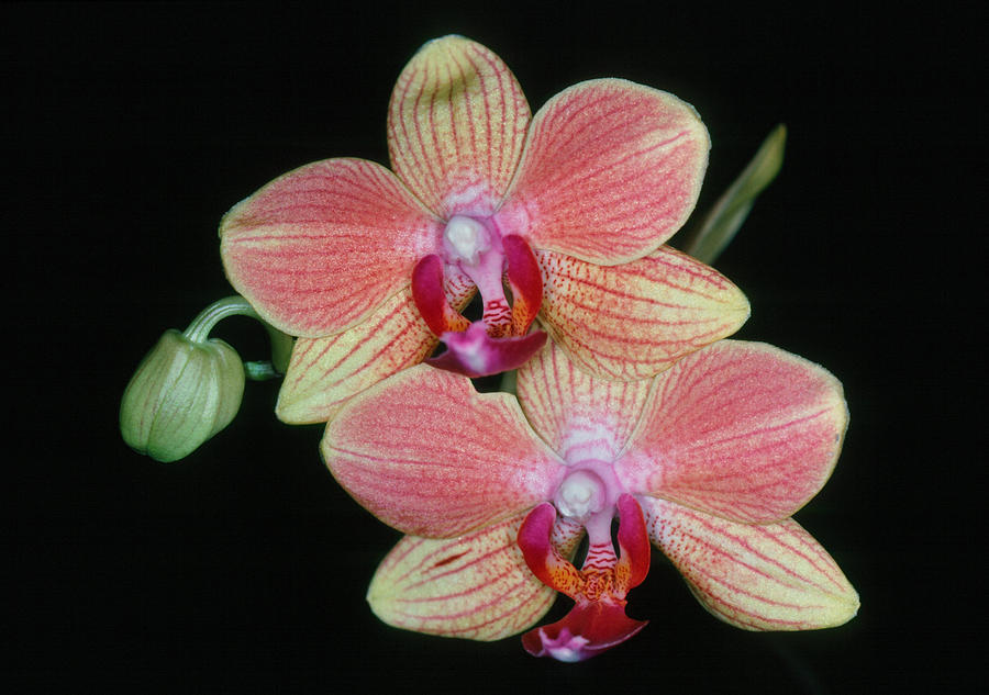 Orchid 4 Photograph by Andy Shomock