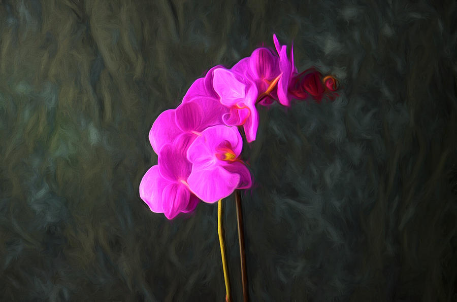 Orchid 4 Photograph by Ricardo Dominguez