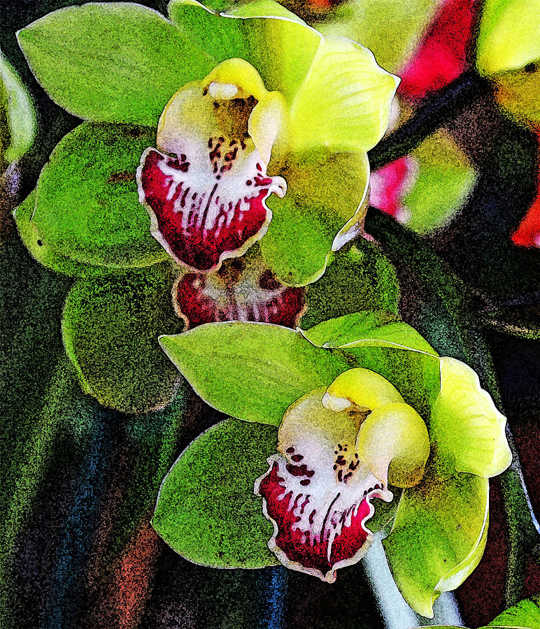Orchid 4 Photograph