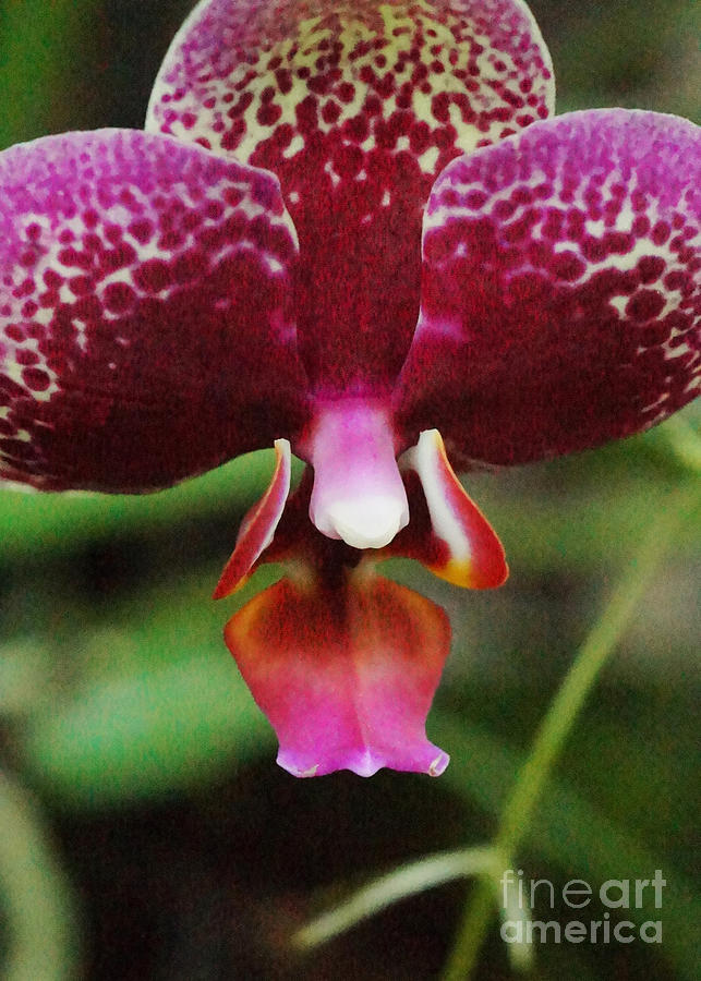 Orchid 42 Photograph by Rudi Prott