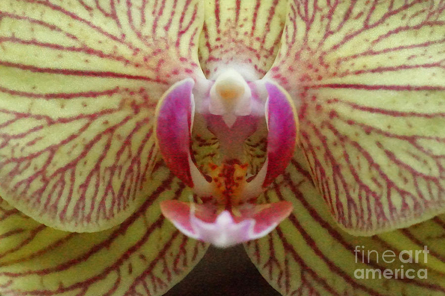 Orchid 46 Photograph by Rudi Prott