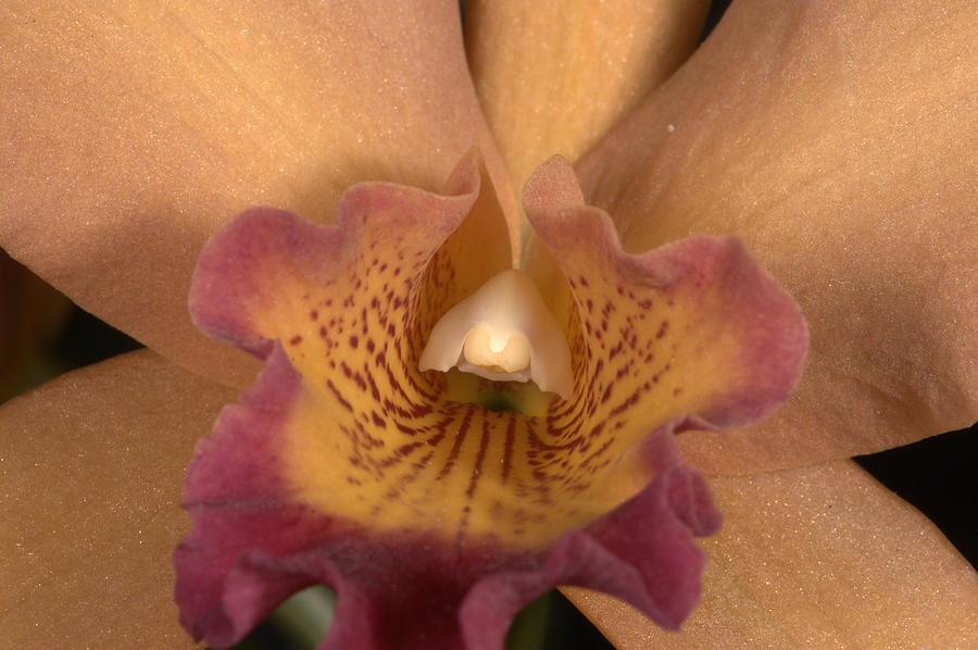 Orchid 477 Photograph by Wesley Elsberry