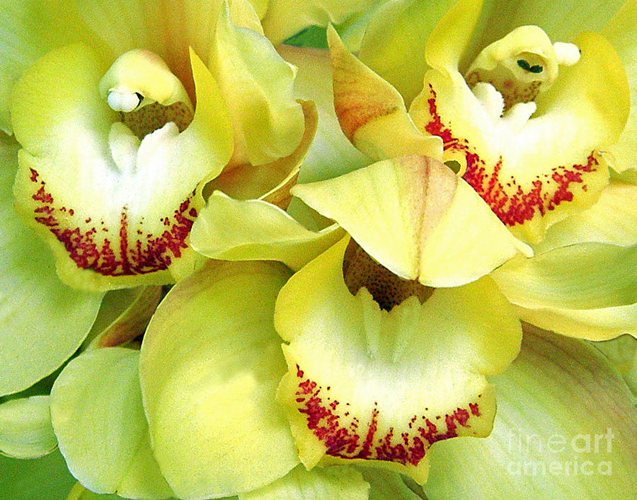 Orchid Photograph - Orchid 5 by Shirley Sparks