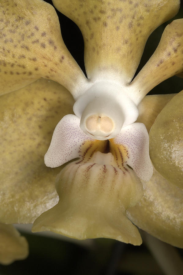 Orchid 500 Photograph by Wesley Elsberry
