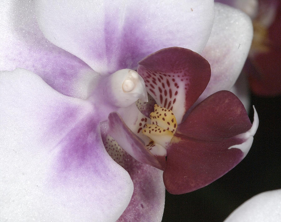 Orchid 503 Photograph by Wesley Elsberry