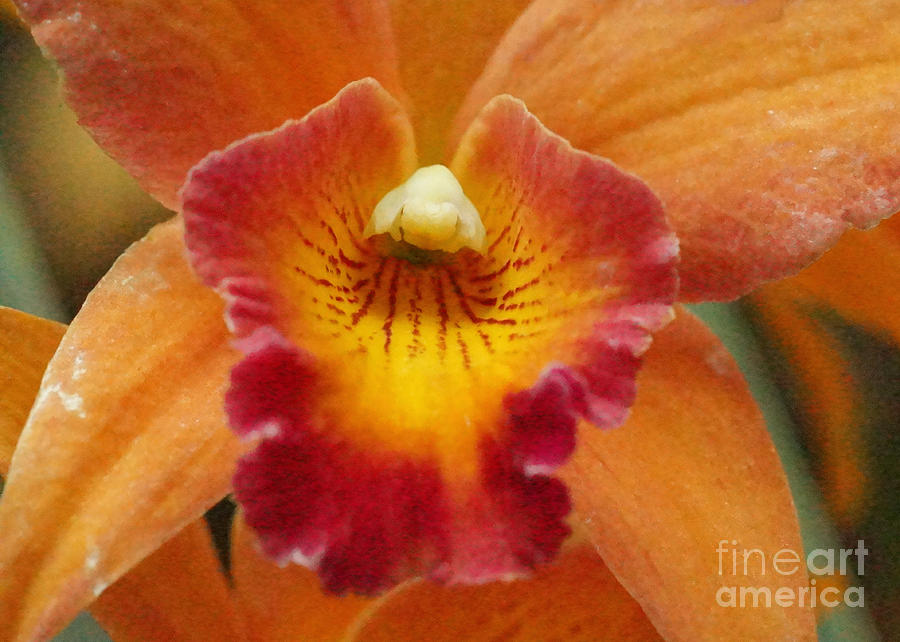 Orchid Photograph - Orchid 54 by Rudi Prott