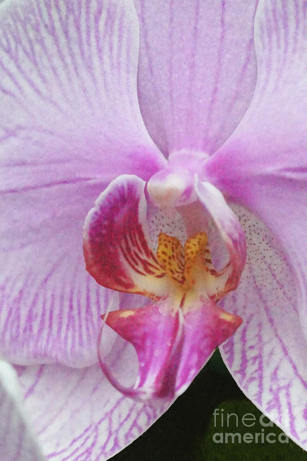 Orchid 62 Photograph by Rudi Prott