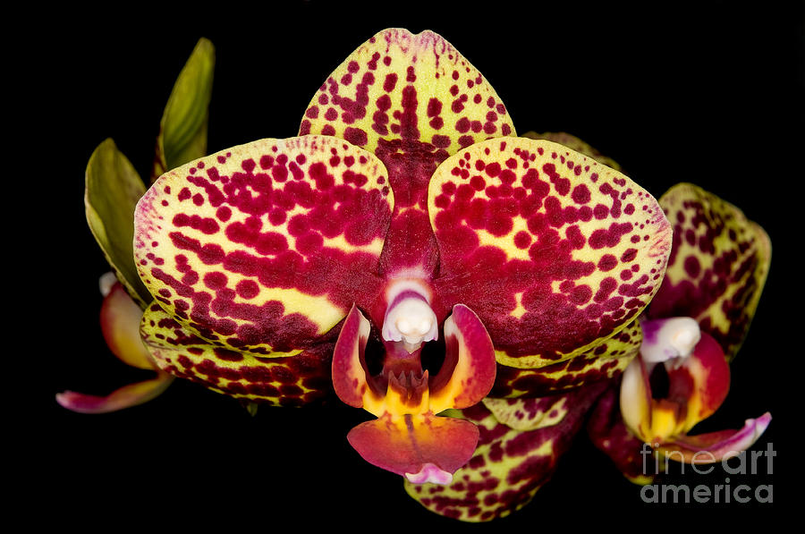 Orchid 66 Photograph by Terry Elniski