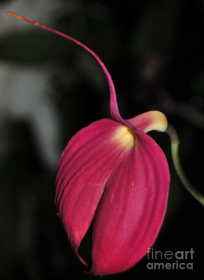 Orchid Photograph - orchid 671 Masdevallia Machu Picchu Macro by Terri Winkler