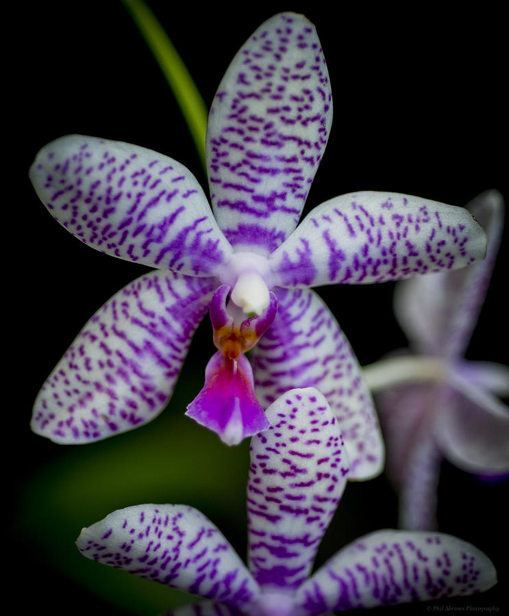 Orchid Photograph - Orchid #7 by Phil Abrams