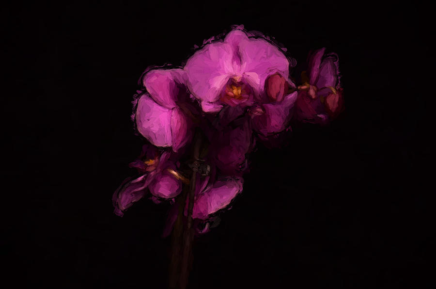 Orchid 7 Photograph by Ricardo Dominguez