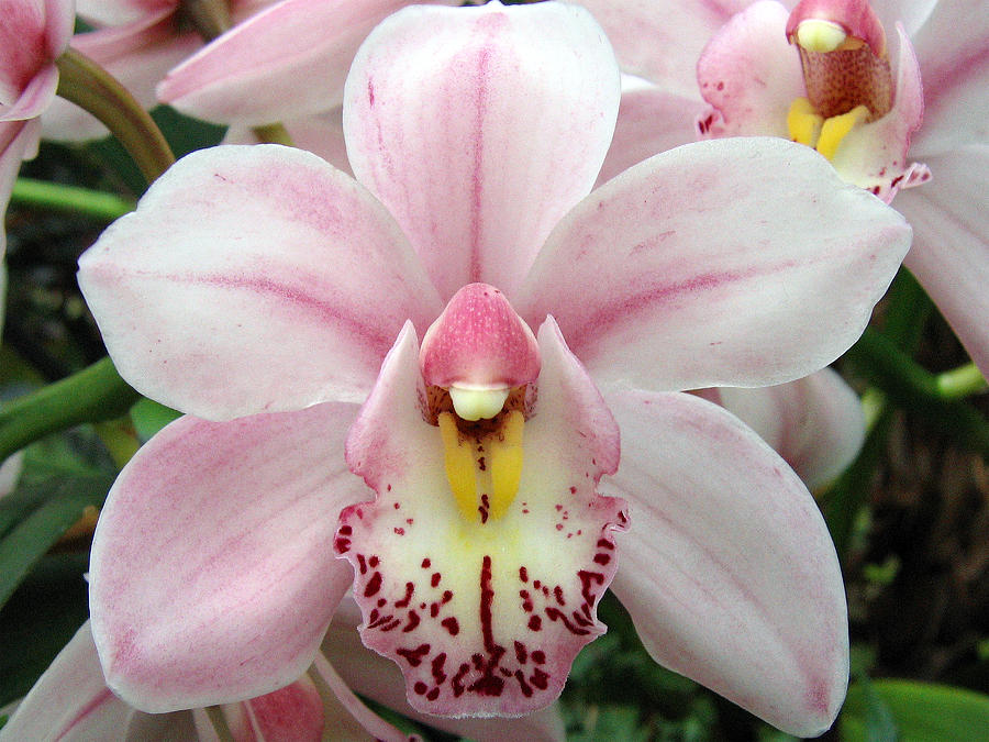 Orchid 8 Photograph by Helene U Taylor