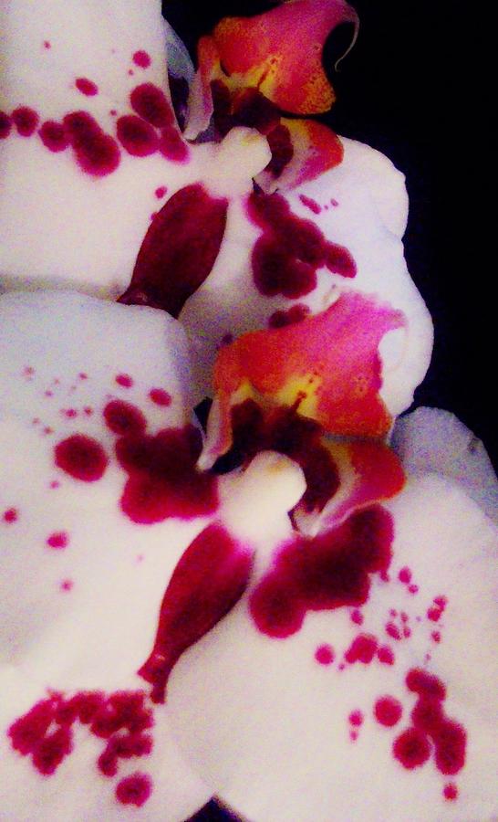 Orchid Abstract 2 Photograph by Sharon Ackley