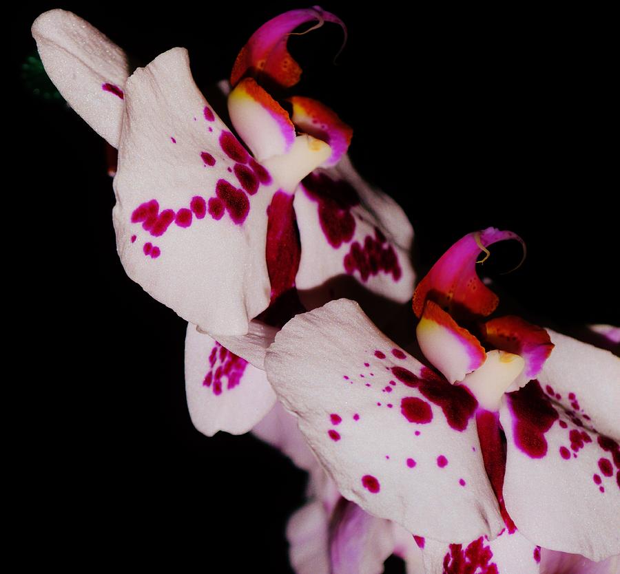 Orchid Abstract 4             Photograph by  Sharon Ackley