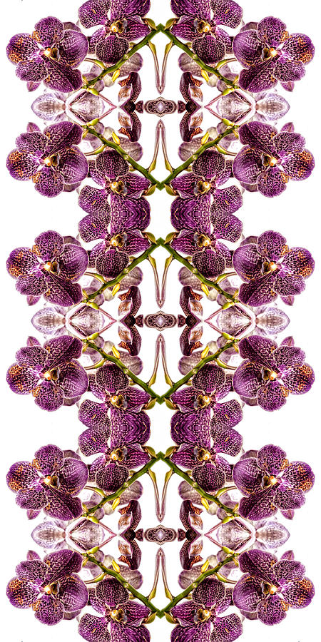 Orchid Abstract Photograph by Robert Ullmann