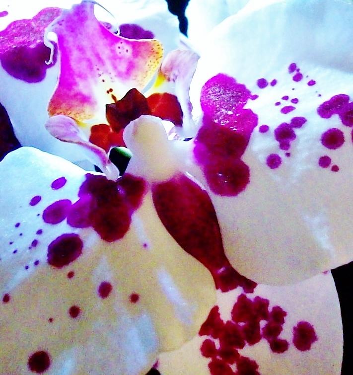 Nature Photograph - Orchid Abstract 5 by Sharon Ackley