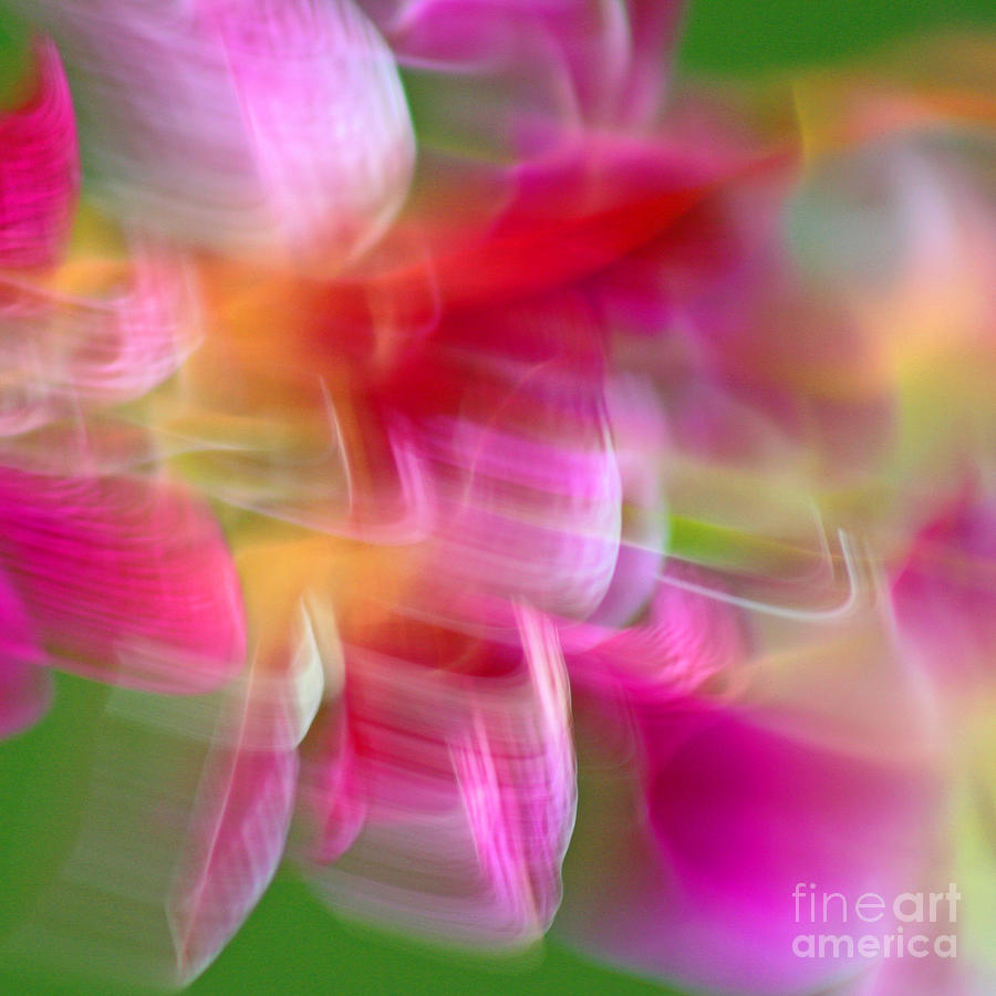 Orchid Abstract Square Photograph by Karen Adams