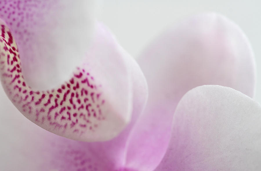 Orchid Abstraction Photograph by Juergen Roth