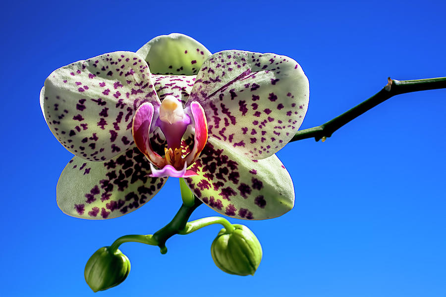Orchid Against A Blue Sky Photograph by Garry Gay