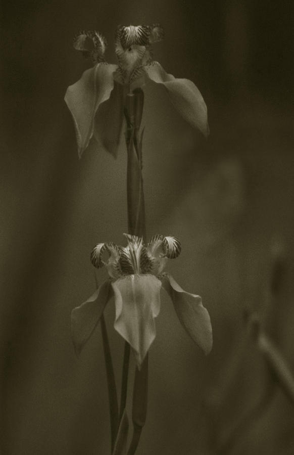 Orchid Photograph by Amarildo Correa