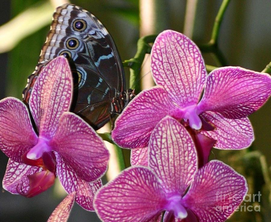Orchid and Butteryfly Photograph by Beth Ferris Sale