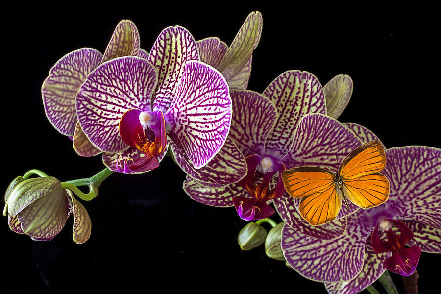 Orchid Photograph - Orchid and orange butterfly by Garry Gay