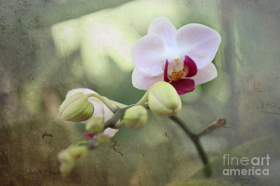 Orchid and Textures Photograph by Sally Simon