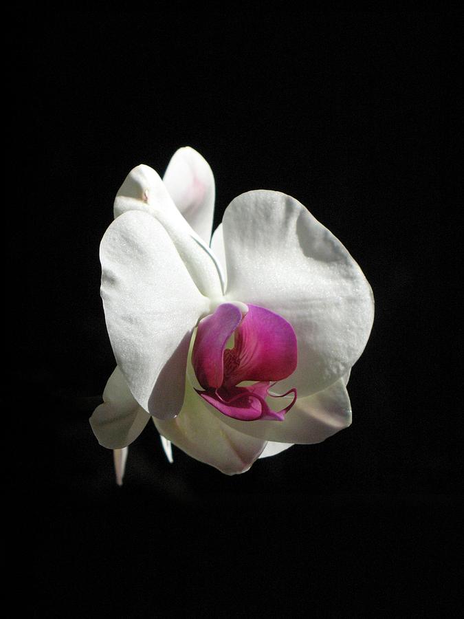 Orchid Photograph by Andrea Lazar