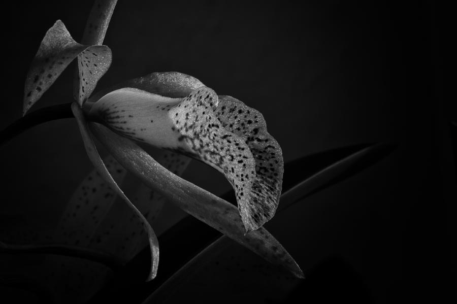 Orchid Photograph by Andreas Levi