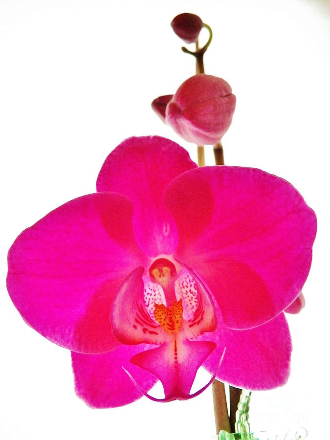 Orchid Angel 1 Photograph by Judy Via-Wolff