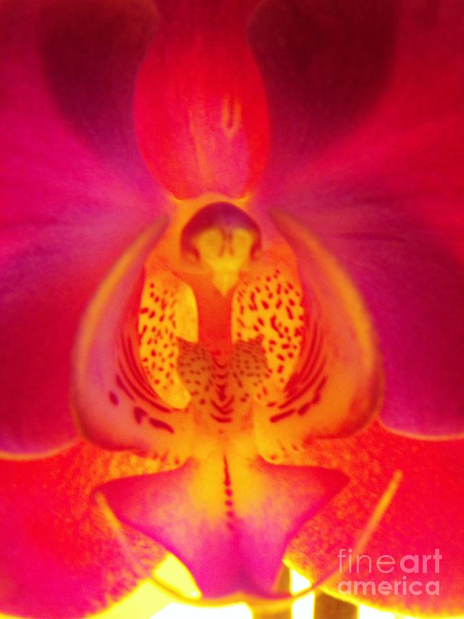 Orchid Angel 2 Photograph by Judy Via-Wolff