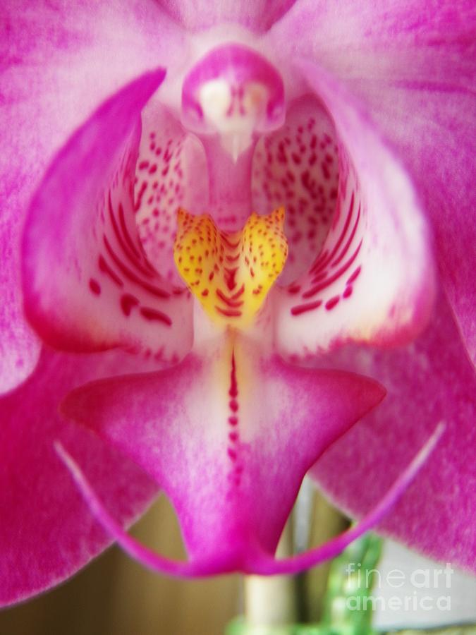 Orchid Photograph - Orchid Angel 3 by Judy Via-Wolff