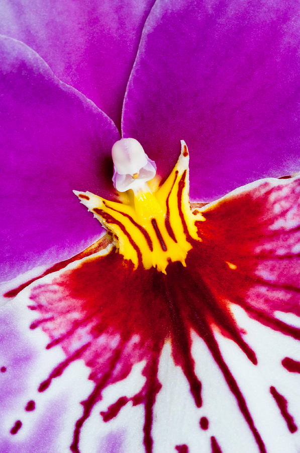 Orchid Angel Photograph by Joan Herwig