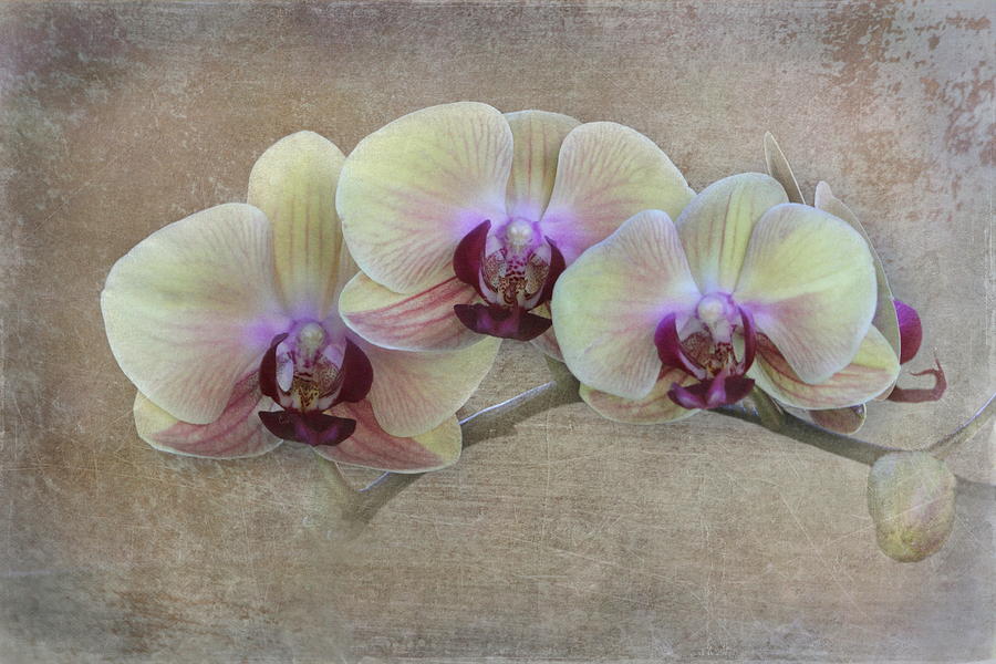 Orchid Photograph By Angie Vogel Fine Art America